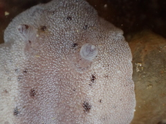 Alloiodoris lanuginata