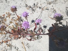 Phyllopodium cephalophorum