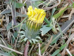 Taraxacum sinicum