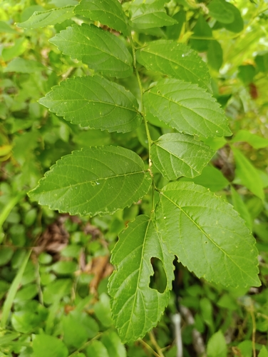 Celtis iguanaea, photograph 6