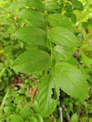 Celtis iguanaea, photograph (c) Alberto Alcalá, some rights reserved (CC BY)