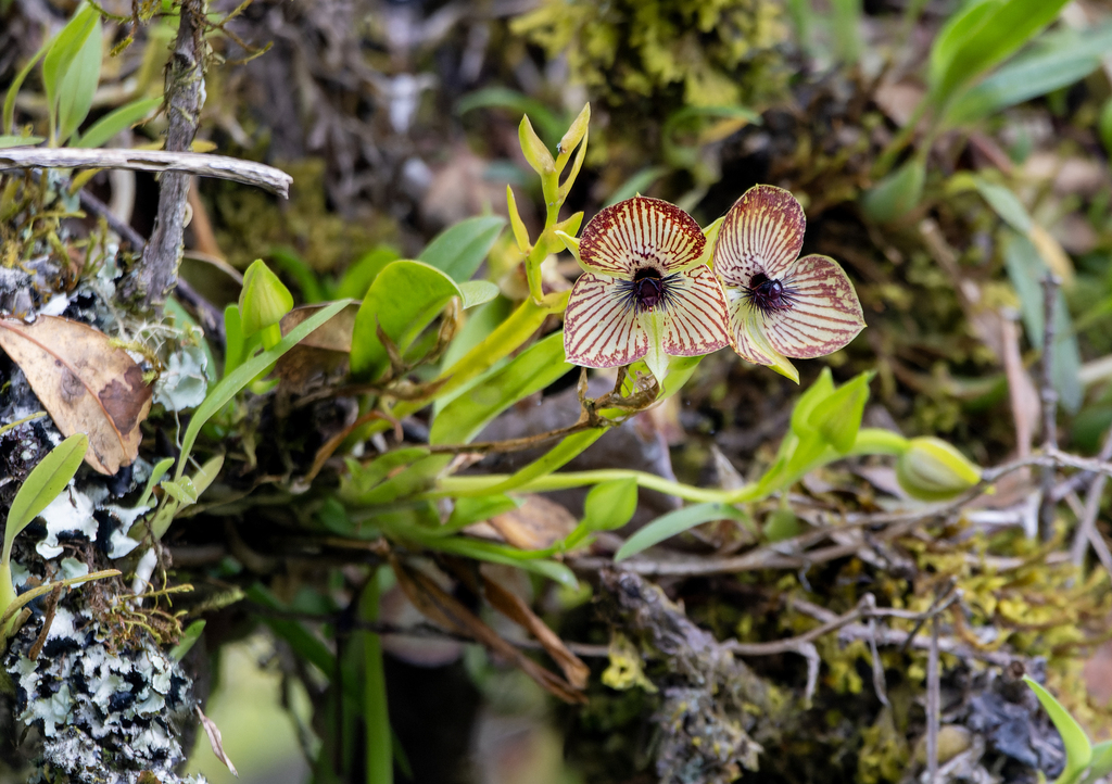 Telipogon collantesii