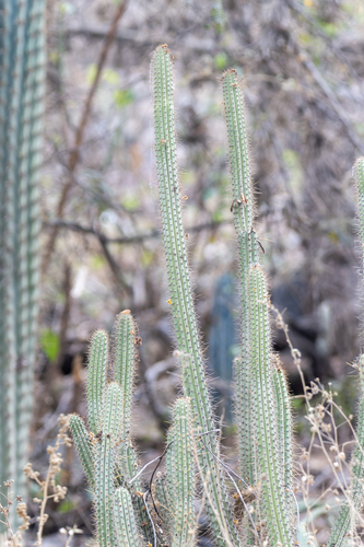Cleistocactus morawetzianus, photograph 1