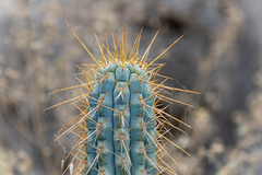 Browning cactus (Browningia)