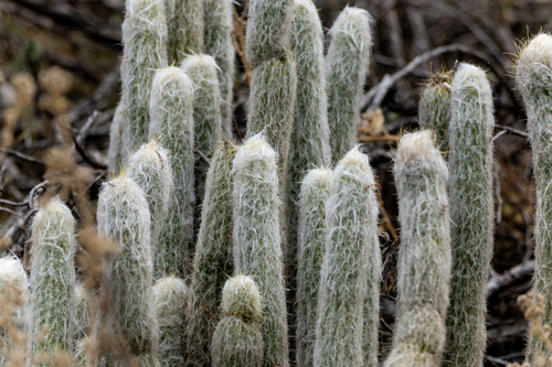 Old-man-of-the-Andes (Oreocereus doelzianus)