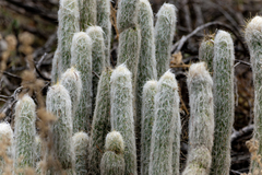 Woolly Torch Cactus (Oreocereus doelzianus)
