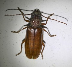 Cacodacnus planicollis