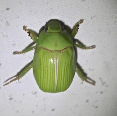 Anoplognathus prasinus