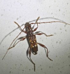 Coptocercus biguttatus