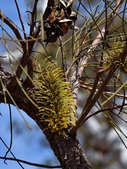Hakea lorea