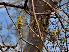 Hakea lorea