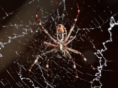 Argiope dietrichae