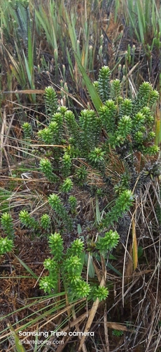 Diplostephium crypteriophyllum image