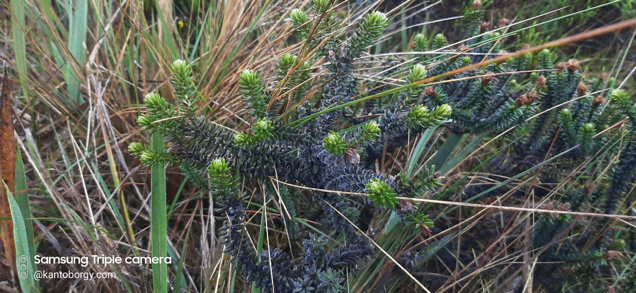 Diplostephium crypteriophyllum image