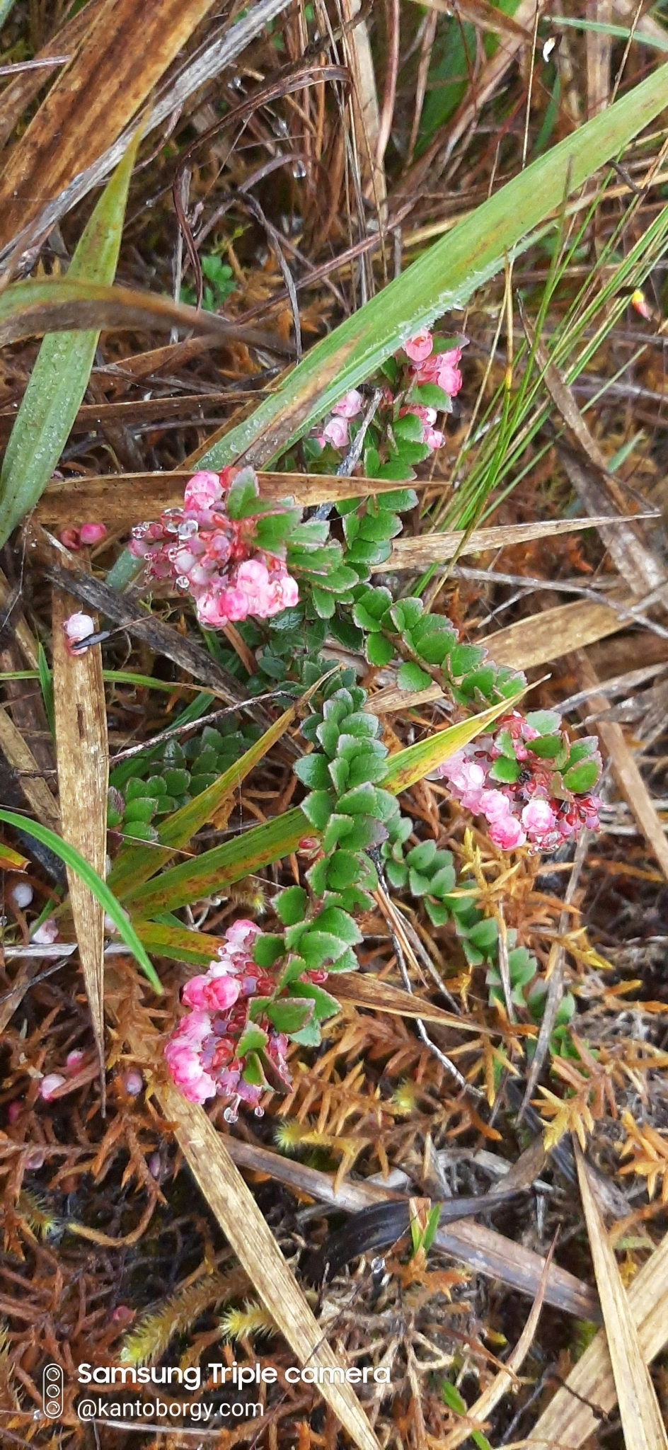 Vaccinium image