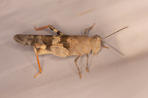 Barren Land Grasshopper