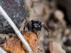 Pellenes geniculatus