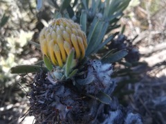 Leucospermum tomentosum