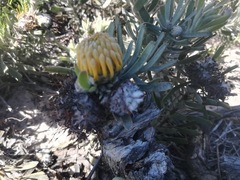 Leucospermum tomentosum