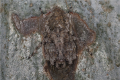 Stephanopis altifrons