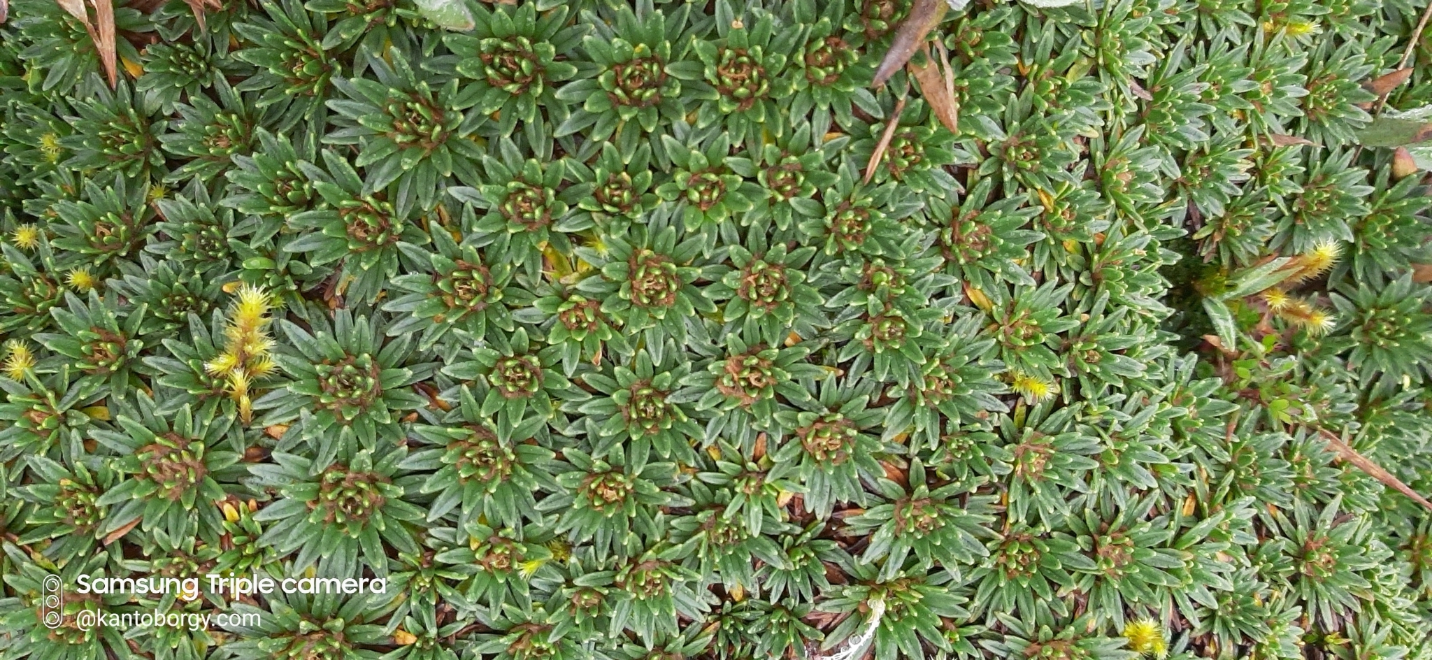 Plantago rigida image