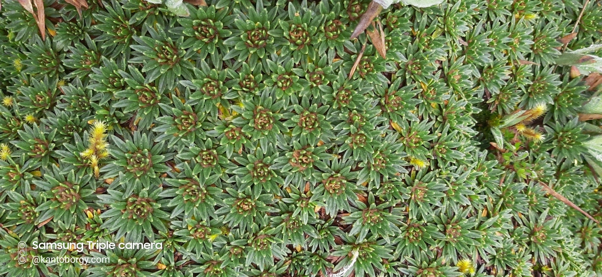 Plantago rigida image