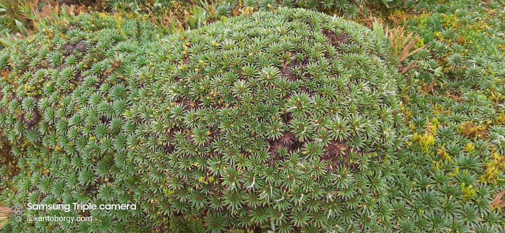 Plantago rigida image