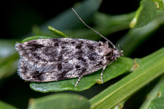 Barea codrella