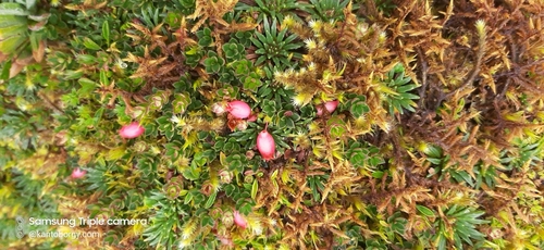 Disterigma empetrifolium image