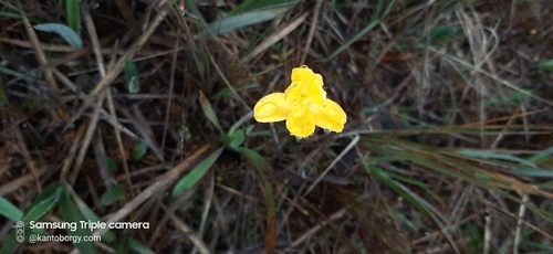 Oenothera perennis image