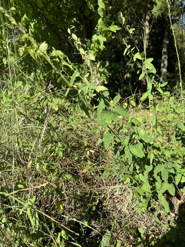 Desmodium obtusum iNat (2)