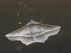 Oenochroma vetustaria