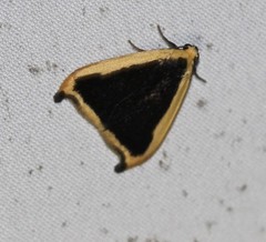 Termessa conographa