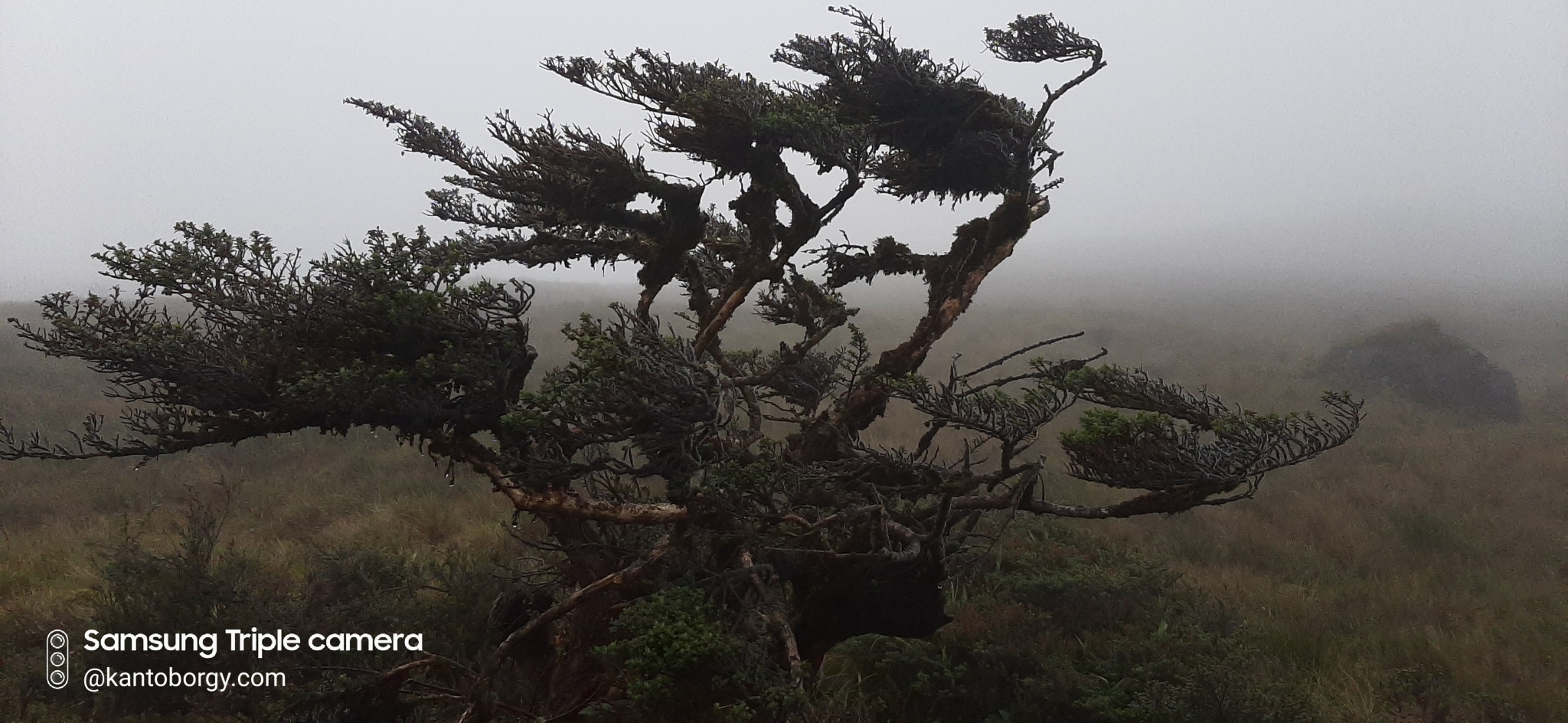 Escallonia myrtilloides image