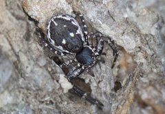 Tharpyna campestrata