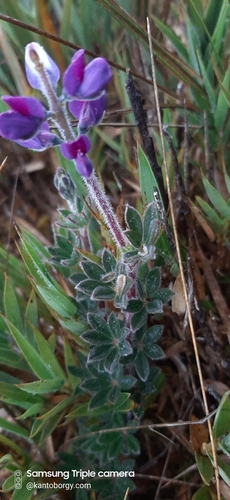 Lupinus image