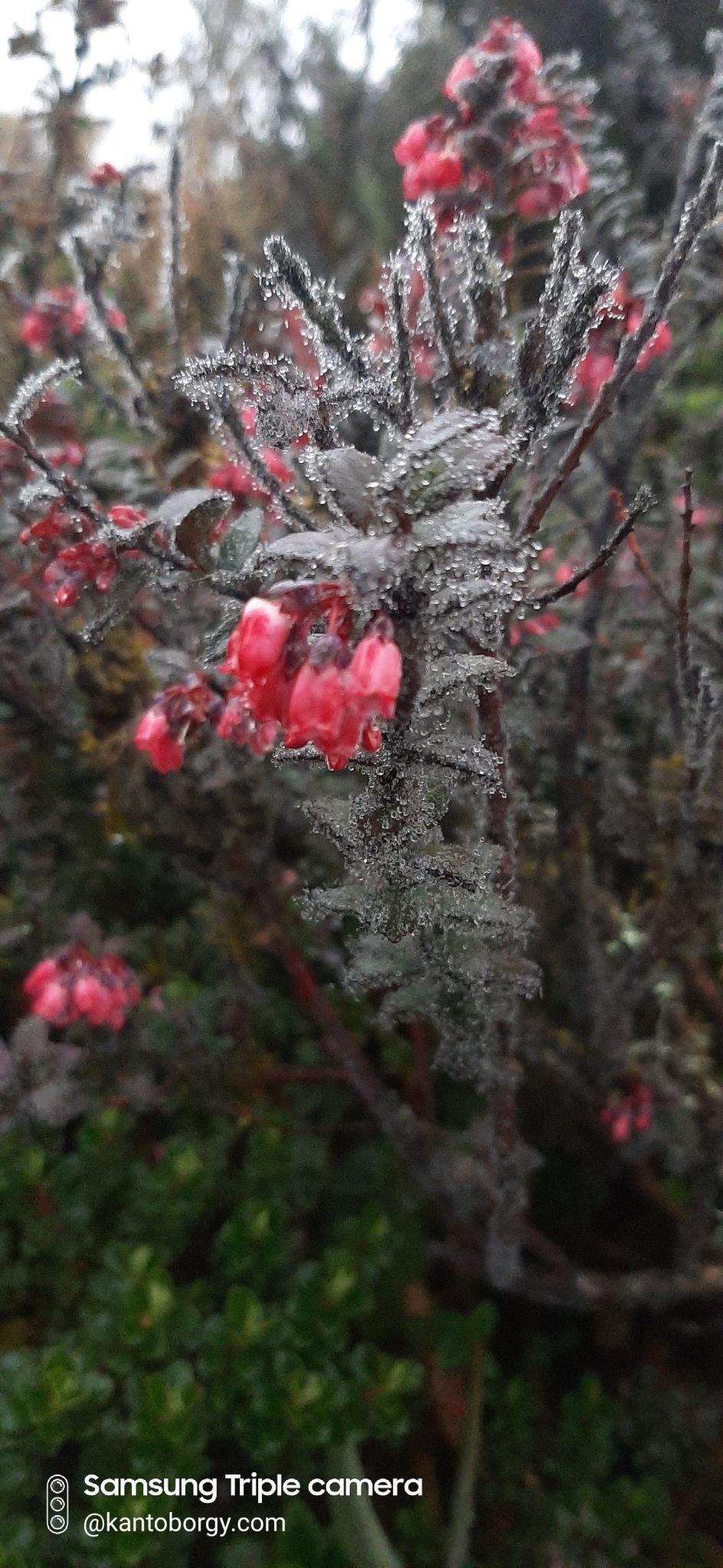 Gaultheria strigosa image