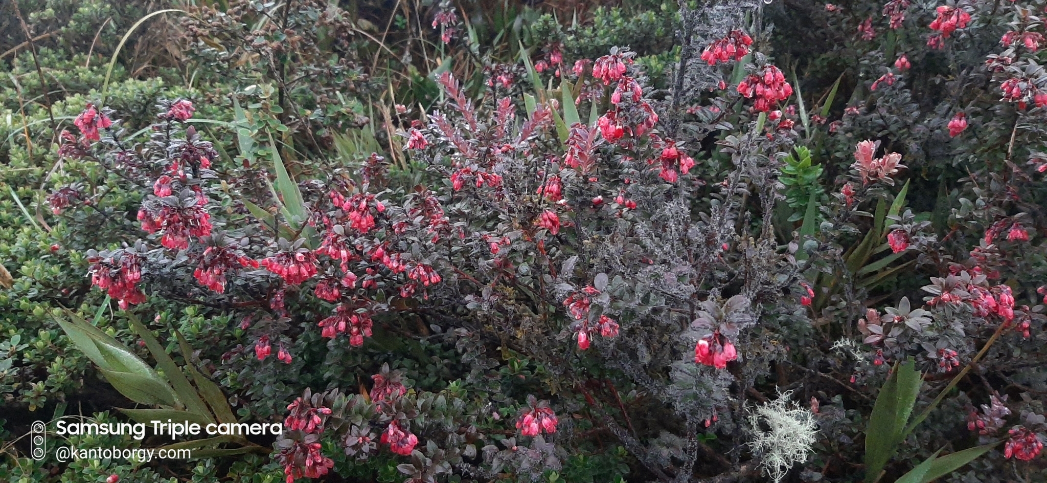 Gaultheria strigosa image