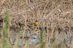 Motacilla flava feldegg