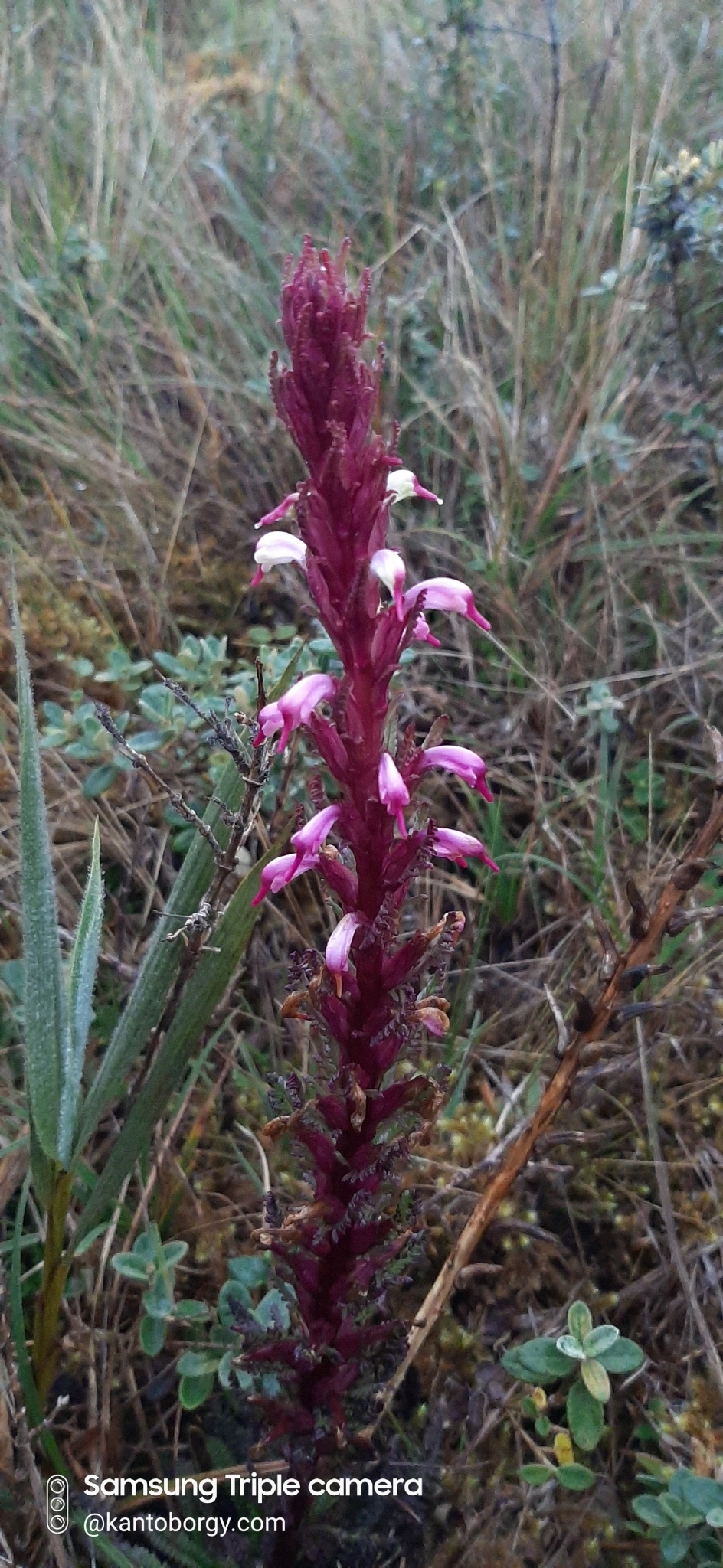 Pedicularis image