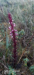 Pedicularis incurva
