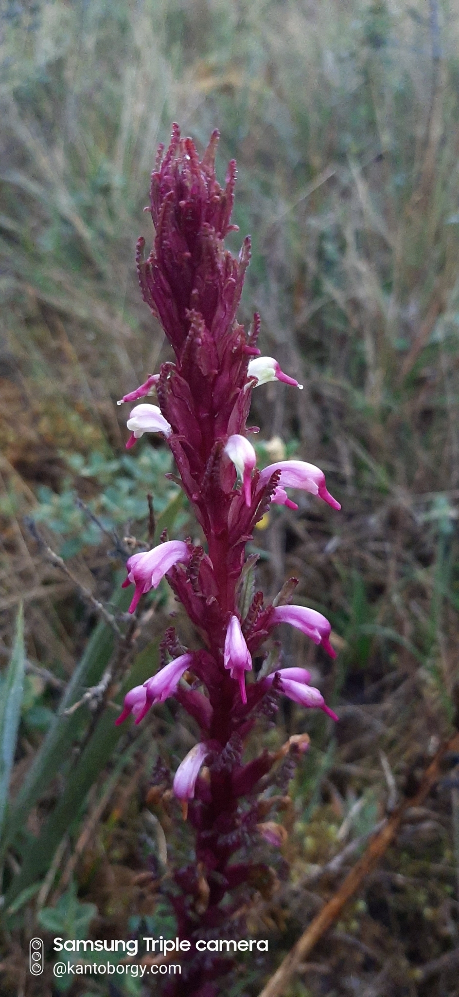 Pedicularis incurva image