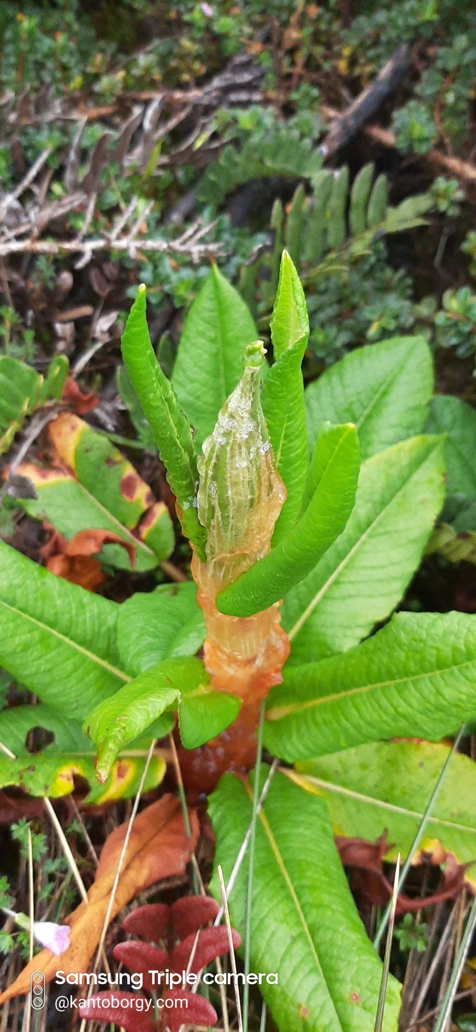 Rumex tolimensis image