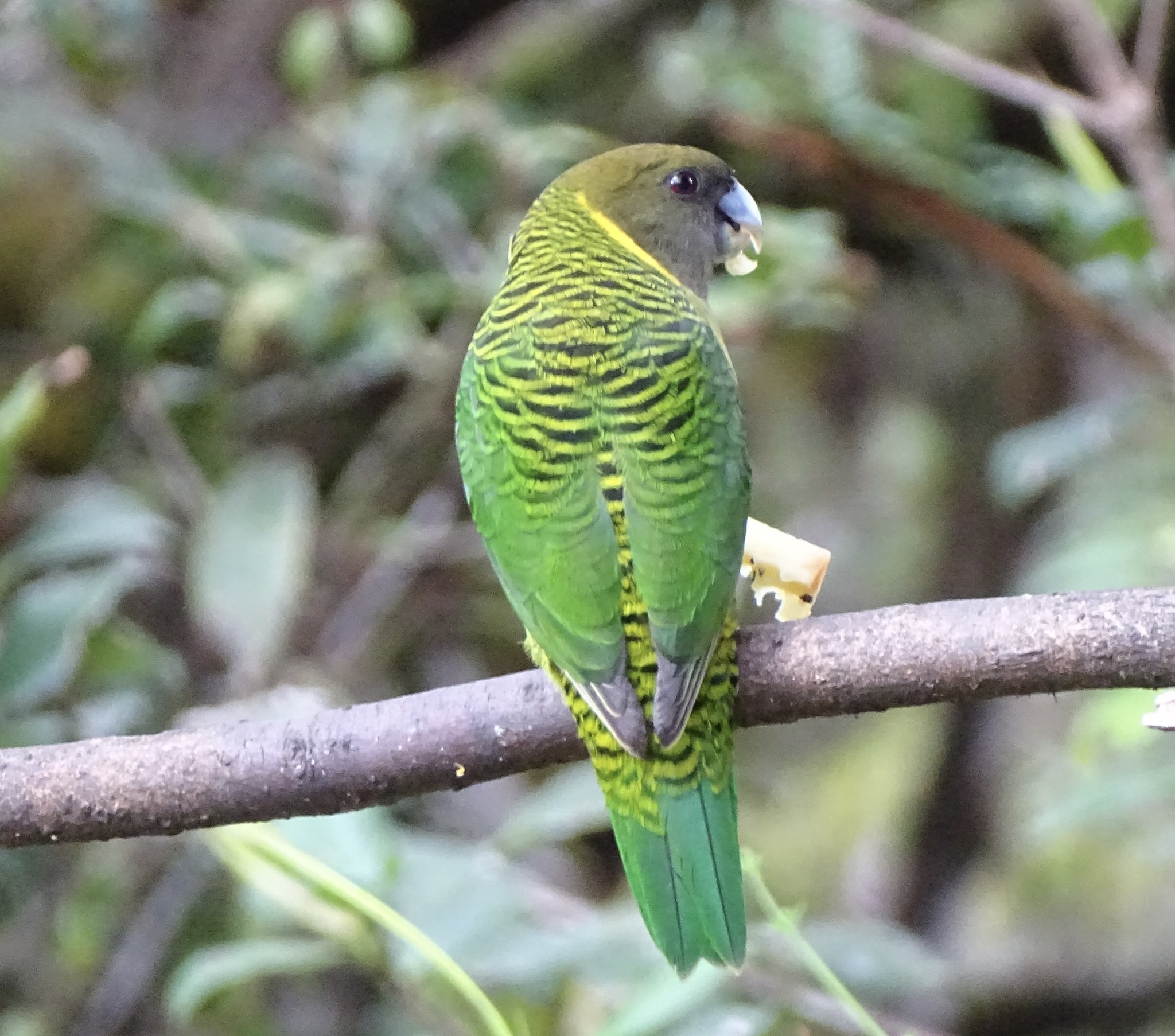 Brehm's Tiger Parrot (Psittacella brehmii), photo 1