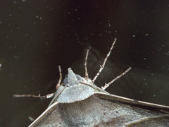 Oenochroma vetustaria