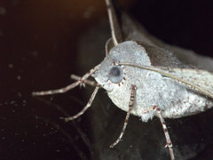 Oenochroma vetustaria