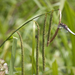 Hanging Sedge - Photo (c) Kentish Plumber, some rights reserved (CC BY-NC-ND)