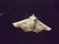 Oenochroma vetustaria