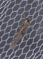 Homoeosoma vagella