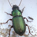 Harpalus - Photo (c) Mick Talbot, some rights reserved (CC BY-NC-SA)
